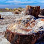 Удивительное открытие: самый древний лес, когда-либо найденный на планете!