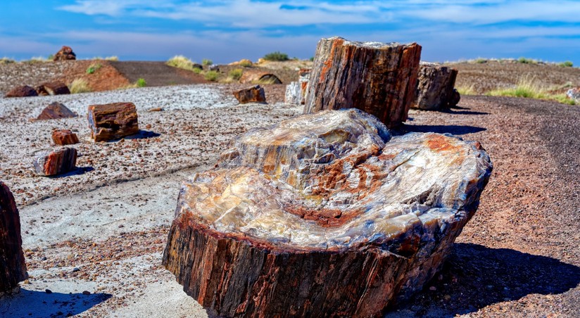Удивительное открытие: самый древний лес, когда-либо найденный на планете!