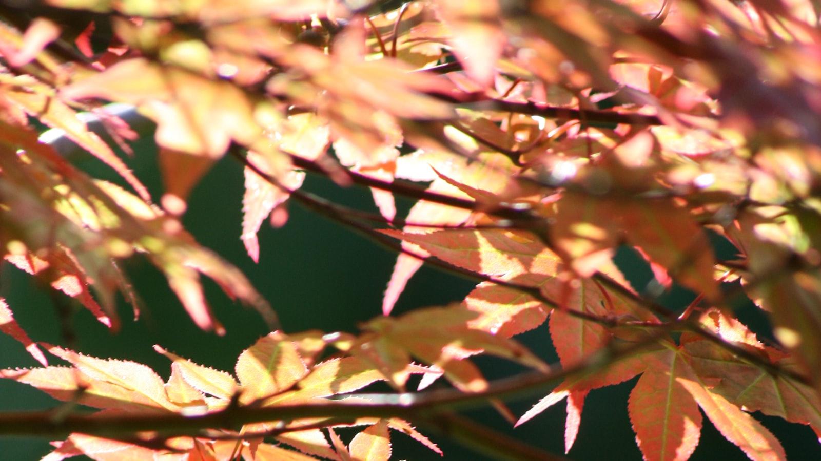 Заманчивое путешествие по кулинарии в Баку