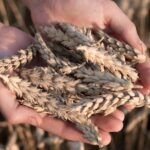 Турция увеличила закупки пшеницы у России до 140,3 миллиона долларов