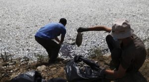В Эгейском море собрали около 100 тонн мертвой рыбы