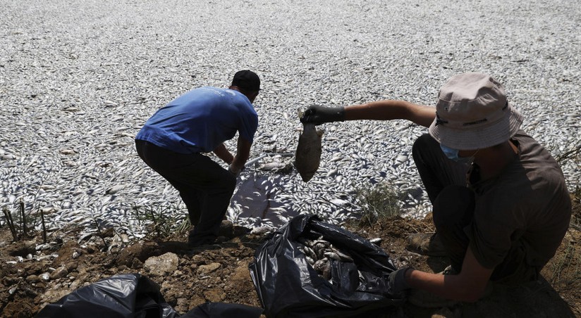 В Эгейском море собрали около 100 тонн мертвой рыбы