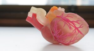 Ученые установили, что анализ крови может предсказать риск инфаркта и инсульта