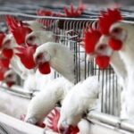 Более 170 тыс. кур будут уничтожены в Японии из-за вспышки птичьего гриппа