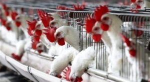 Более 170 тыс. кур будут уничтожены в Японии из-за вспышки птичьего гриппа