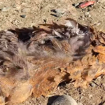 Катастрофа в Билясуваре: Погибель домашних птиц раскалила сердца местных жителей