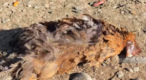 Катастрофа в Билясуваре: Погибель домашних птиц раскалила сердца местных жителей