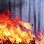 Неожиданные последствия природных катаклизмов: Погибель двух людей в Канаде из-за лесных пожаров