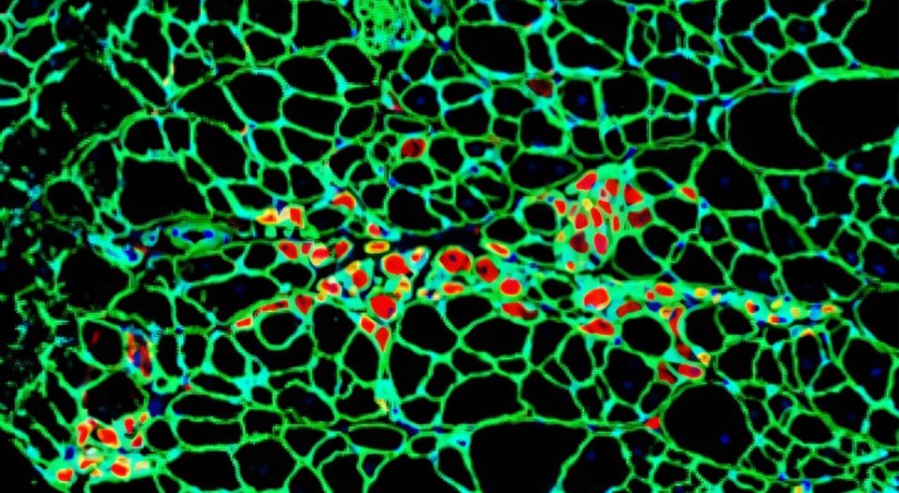 Неожиданное открытие: скрытая структура в человеческих клетках