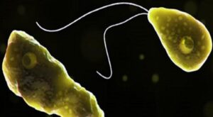 Открытие в порту Гетеборга: токсины и дикие одноклеточные создания обнаружены