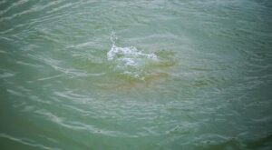 Трагическая гибель в воде: Человек погиб в Сабирабаде